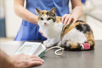 Kırklareli Veteriner Klinikleri