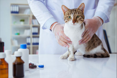 Kırklareli Merkez Veteriner Kliniği